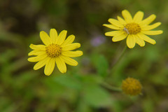 Senecio grahamii